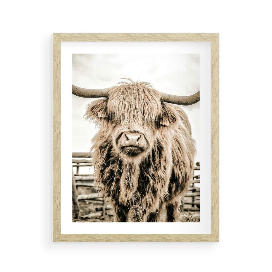 Plakat w ramie 40x50 - Klimat Wiejskiego Życia - amerykańska krowa, byk - rama drewno