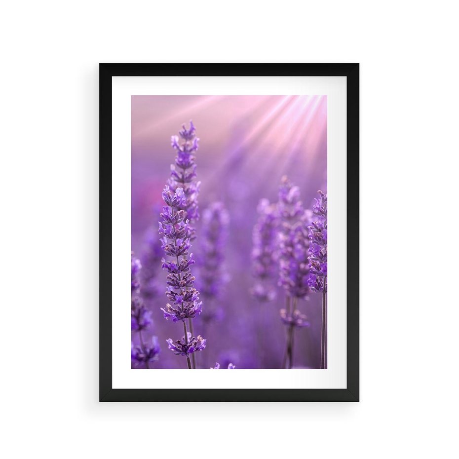 Plakat w ramie 30x40 - Fioletowa harmonia lawendy - lawenda, fiolet - rama czarna