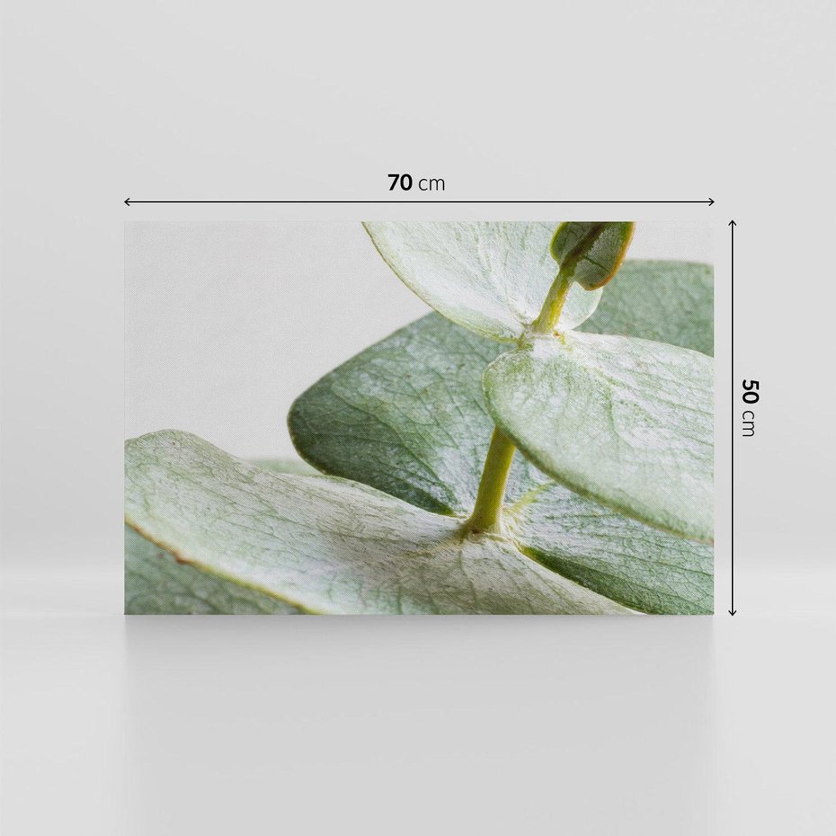 Obraz na płótnie 70x50 - Eukaliptusowa zieleń - eukaliptus, zielone