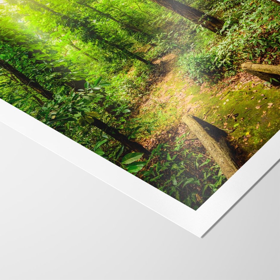 Plakat bez ramy 30x40 - Współistnienie z naturą - drzewa, las