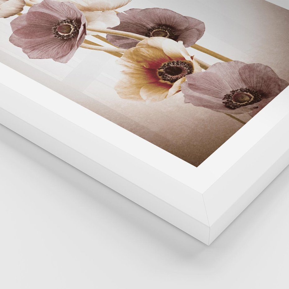 Plakat w ramie 50x70 - Eksplozja kolorów - akwarela, maki - rama biała