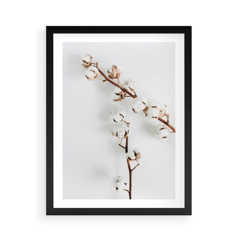 Plakat w ramie 50x70 - Gałęzie Bawełny na Białym Tle - gałęzie bawełny na białym tle, minimalizm - rama czarna