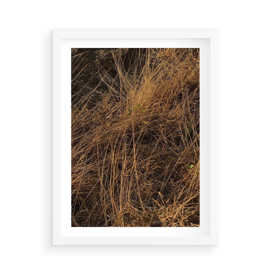 Plakat w ramie 50x70 - Szlachetna Suchość Traw - trawy, suche trawy - rama biała