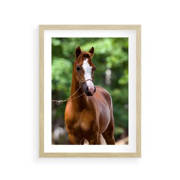 Plakat w ramie 50x70 - Portret Szlachetnego Konia - koń, portret - rama drewno