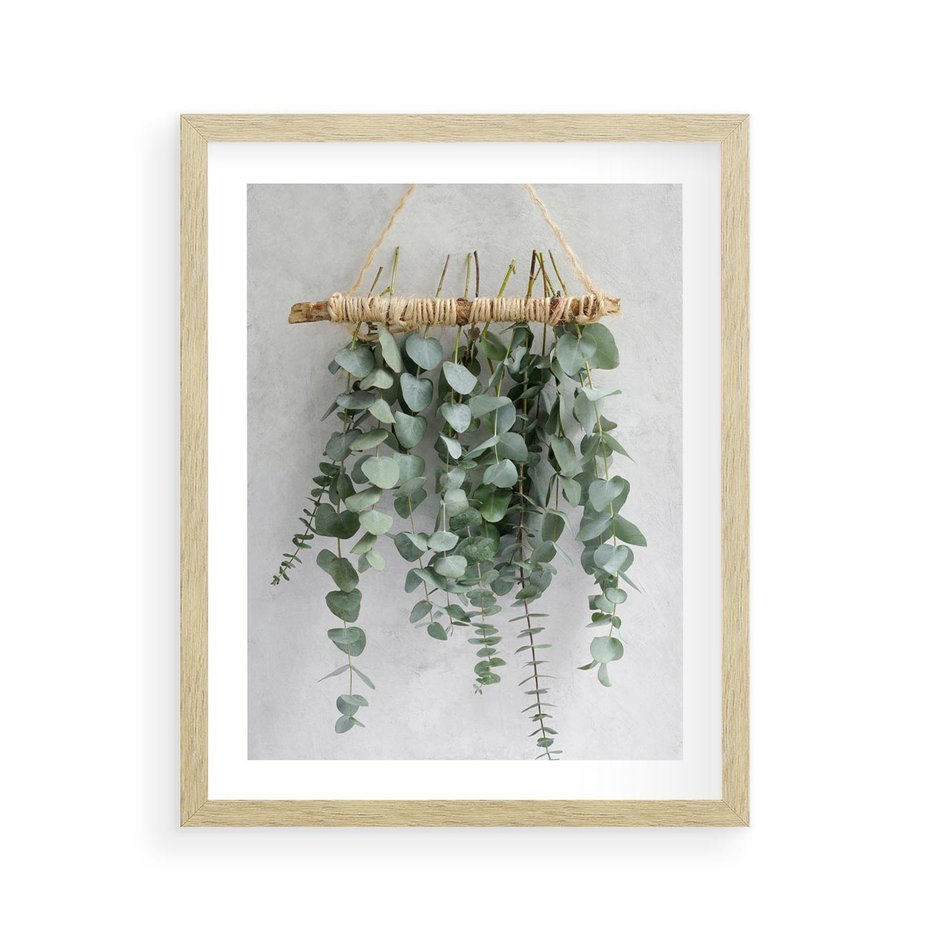 Plakat w ramie 40x50 - Uwodzicielska zieleń eukaliptusa - eukaliptus, zielone - rama drewno