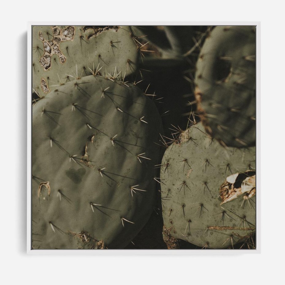 Obraz w ramie 50x50 - Urok Egzotyki - kaktusy, boho - rama biała