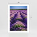 Plakat bez ramy 30x40 - Malownicze Pole Lawendy - lawenda, pole