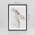 Plakat w ramie 50x70 - Gałęzie Bawełny na Białym Tle - gałęzie bawełny na białym tle, minimalizm - rama czarna