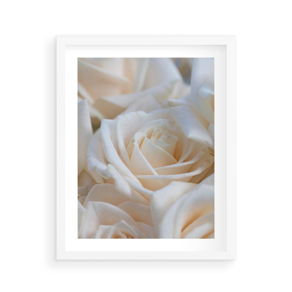 Plakat w ramie 40x50 - Białe róże piękności - białe, róże - rama biała