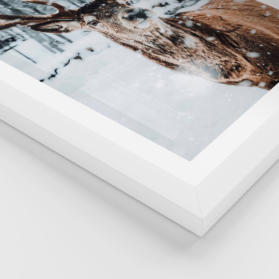 Plakat w ramie 40x50 - Jeleń na Zdjęciu pod Śniegiem - jeleń, zima - rama biała
