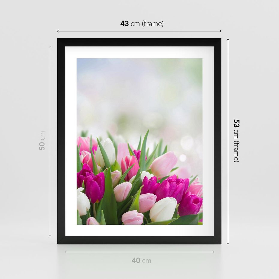 Plakat w ramie 40x50 - Tulipany w pełnym rozkwicie - tulipany, kwiaty - rama czarna