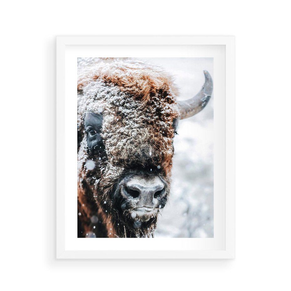 Plakat w ramie 40x50 - Żubr w Krainie Śniegu - żubr, zima - rama biała