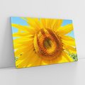 Obraz na płótnie 100x70 - Słoneczniki w naturalnym otoczeniu - słonecznik, natura