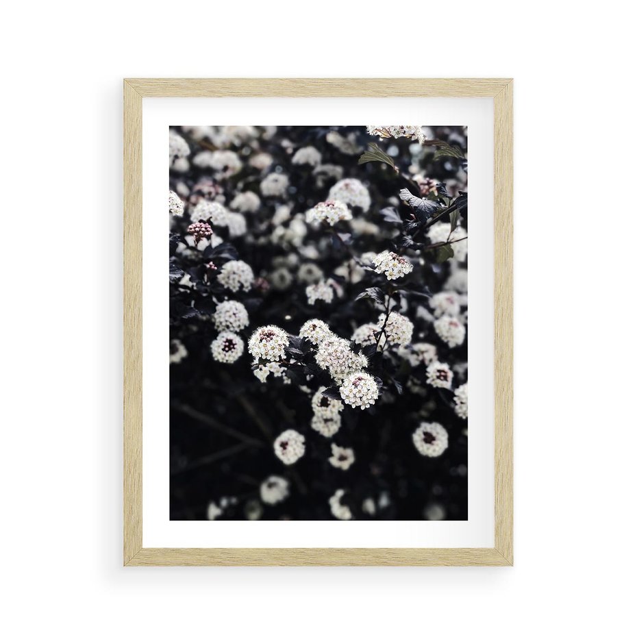 Plakat w ramie 40x50 - Białe Kwiaty na Kwitnącym Krzewie - białe kwiaty, kwitnący krzew - rama drewno