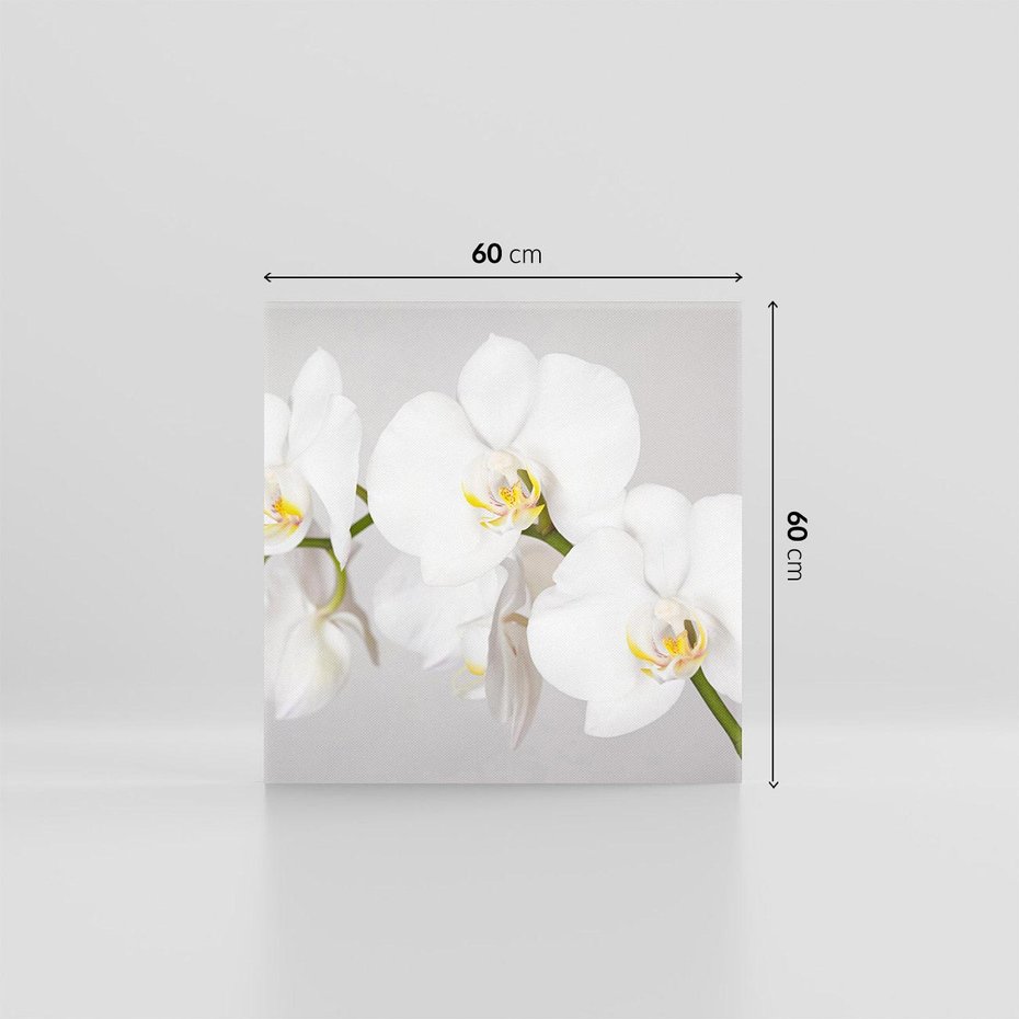 Obraz na płótnie 60x60 - kwiatowy urok - orchidea, kwiat