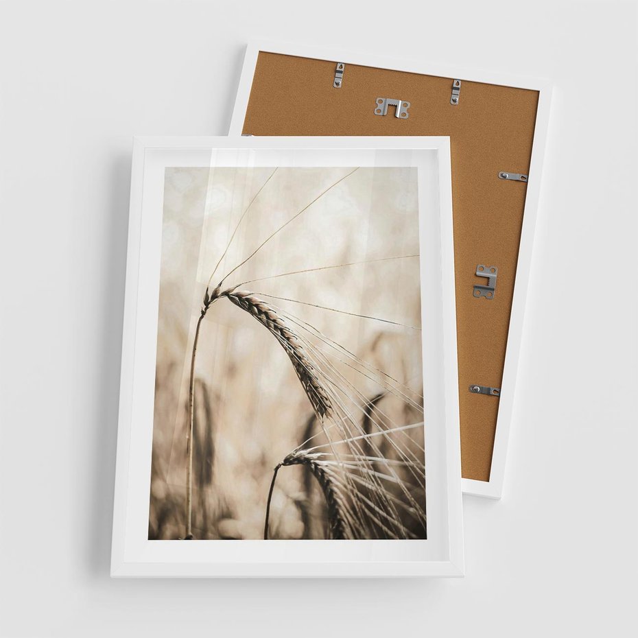 Plakat w ramie 50x70 - Źdźbło Pszenicy: Blisko Natury - źdźbło pszenicy, pszenica - rama biała