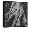 Obraz w ramie 50x50 - Siła Natury - czarno biała fotografia, korzenie wielkiego drzewa - rama czarna