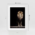 Plakat w ramie 30x40 - Lew: dzikie piękno natury - lew, dzikie - rama biała
