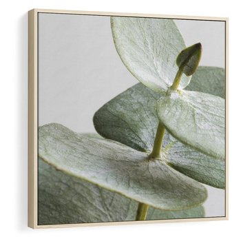 Obraz w ramie 50x50 - Eukaliptusowa zieleń - eukaliptus, zielone - rama drewno