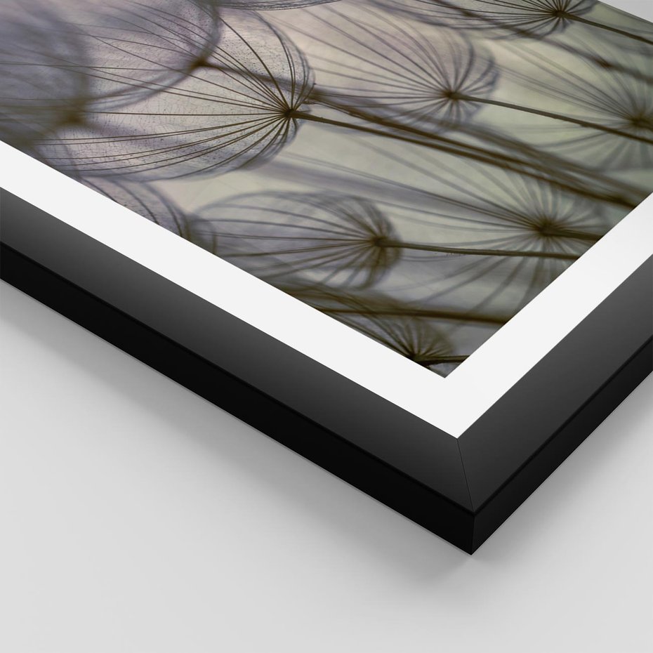 Plakat w ramie 30x40 - Makro dmuchawiec - piękno drobnych detali - dmuchawce, makro - rama czarna