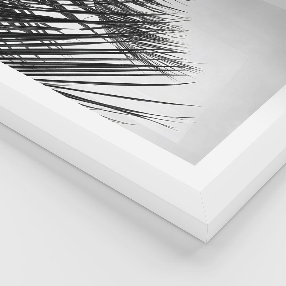 Plakat w ramie 30x40 - Czarno-Biały Kontrast - czarno białe zdjecie, palma - rama biała