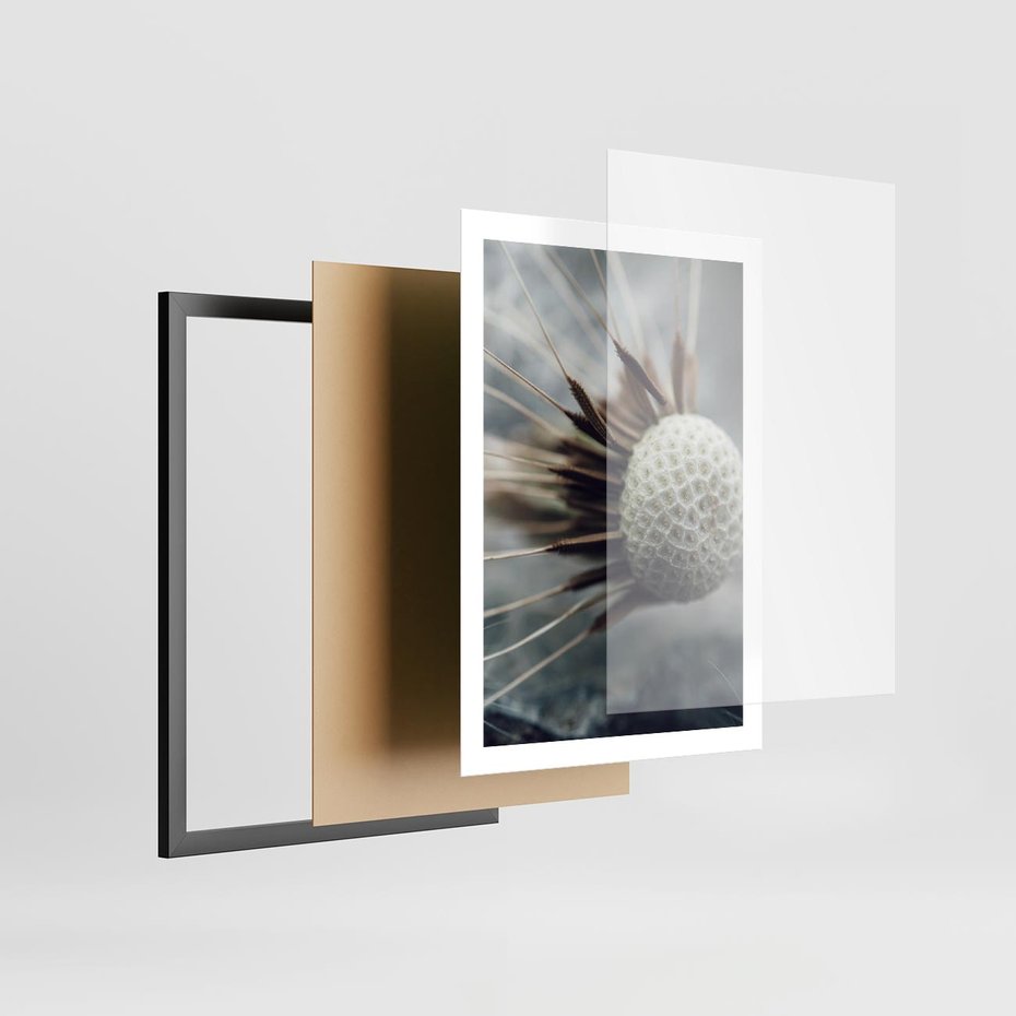 Plakat w ramie 50x70 - Makro Dmuchawiec - dmuchawiec, zbliżenie - rama czarna