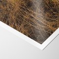 Plakat bez ramy 40x50 - Szlachetna Suchość Traw - trawy, suche trawy