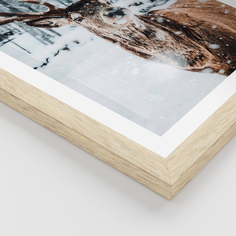 Plakat w ramie 40x50 - Jeleń na Zdjęciu pod Śniegiem - jeleń, zima - rama drewno