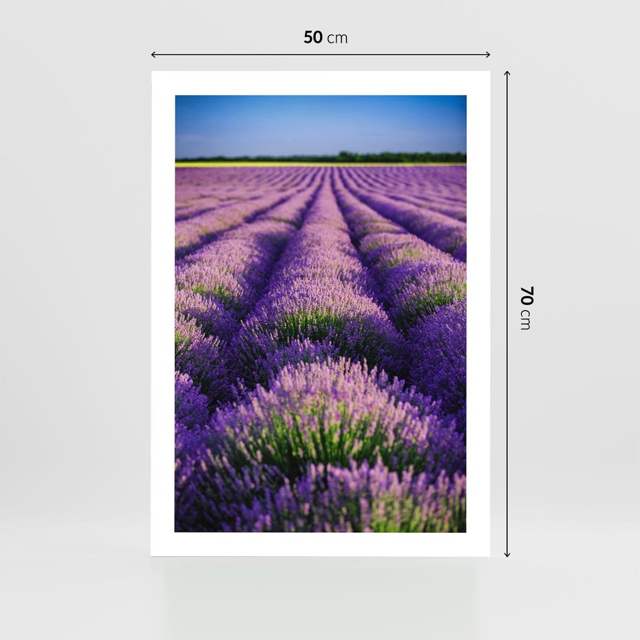 Plakat bez ramy 50x70 - Malownicze Pole Lawendy - lawenda, pole