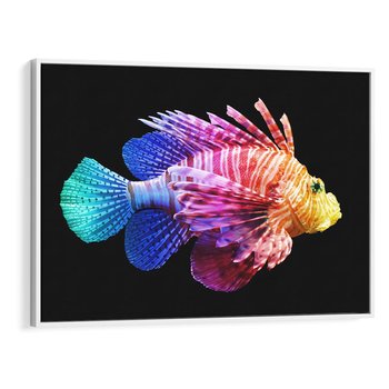 Obraz w ramie 70x50 - Tęczowa Piękność - kolorowa tęczowa ryba, mocny akcent na czarnym tle - rama biała