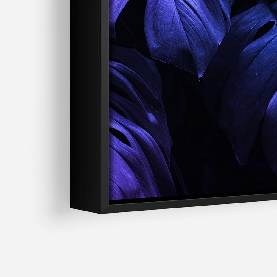 Obraz w ramie 50x50 - Mroczna Magia Dżungli - mroczna grafika, fioletowe liście monstery na czarnym tle - rama czarna