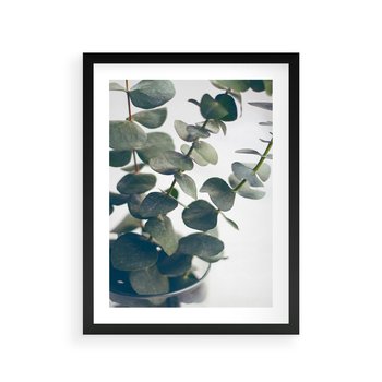 Plakat w ramie 40x50 - ukaliptusowa Harmonia - liście eukaliptusa - rama czarna