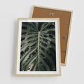 Plakat w ramie 50x70 - Majestatyczny Liść Monstery - liść monstery, majestatyczny liść - rama drewno