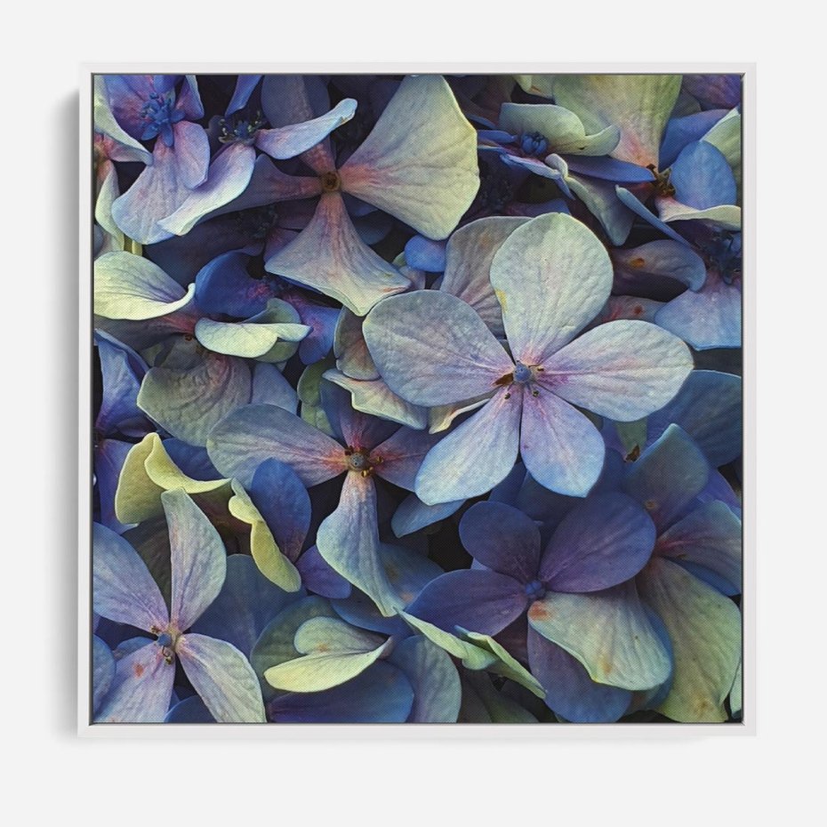 Obraz w ramie 80x80 - Hortensja - delikatność kwiatów - hortensja, kwiaty - rama biała