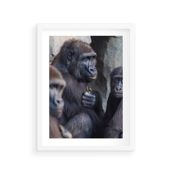 Plakat w ramie 40x50 - Małpy w ich naturalnym środowisku - małpy, szympansy - rama biała