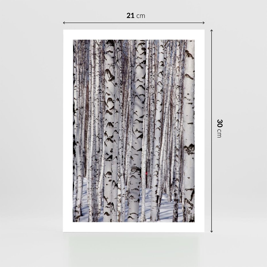 Plakat bez ramy 21x30 - Lśniące Brzozy - brzozy, las