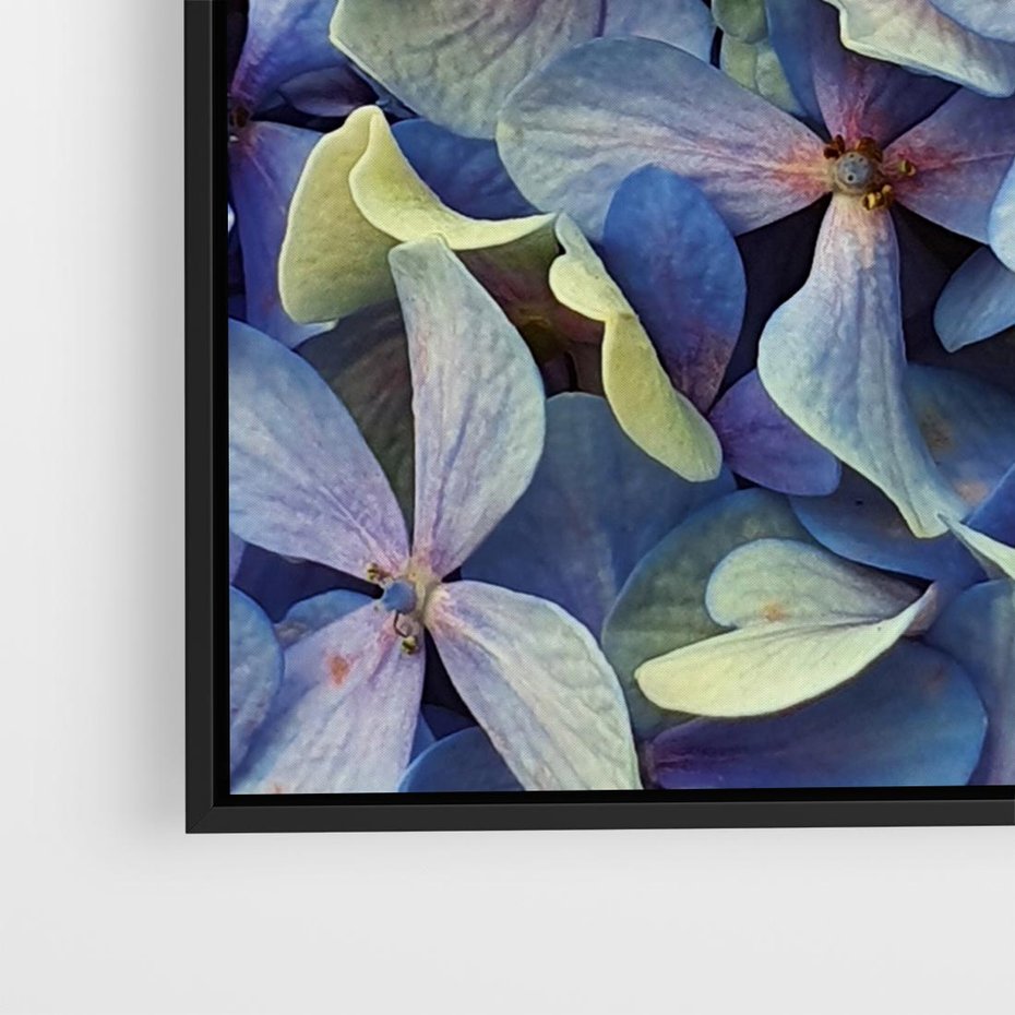 Obraz w ramie 50x50 - Hortensja - delikatność kwiatów - hortensja, kwiaty - rama czarna