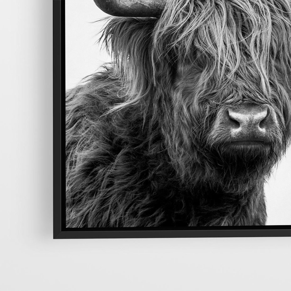 Obraz w ramie 50x50 - Moc i Spokój - amerykańskie bydło, byk - rama czarna