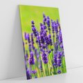 Obraz na płótnie 50x70 - Lawenda w naturze - lawenda, kwiaty
