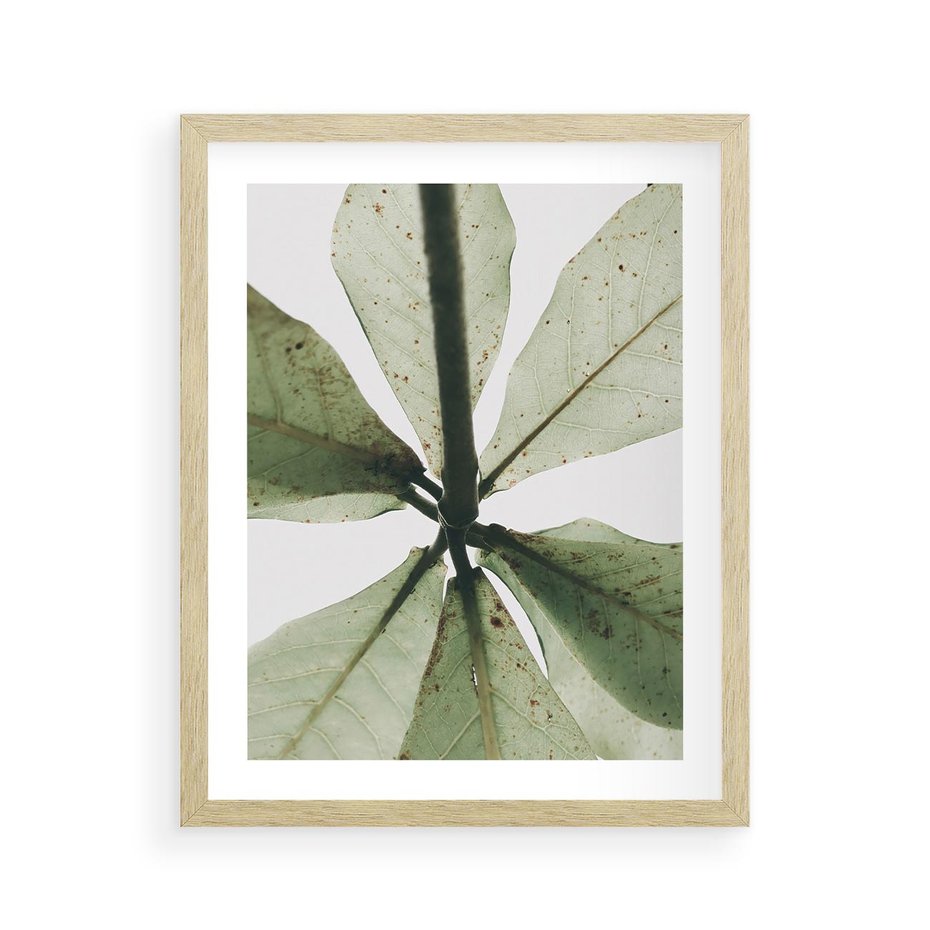 Plakat w ramie 40x50 - Jasna Zieleń w Makro - makro zdjęcie liści, jasna zieleń - rama drewno
