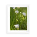 Plakat w ramie 40x50 - Kolorowa łąka - stokrotki, łąka - rama biała