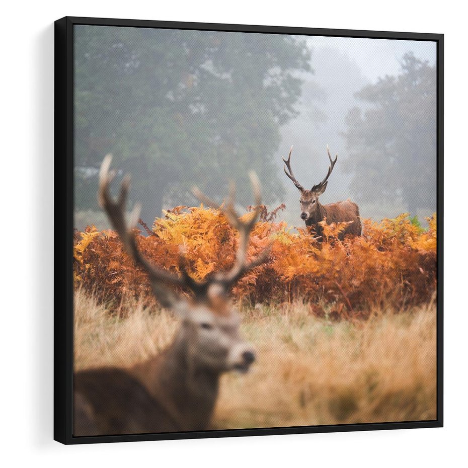Obraz w ramie 50x50 - Malownicza Harmonia - jelenie, jesień - rama czarna