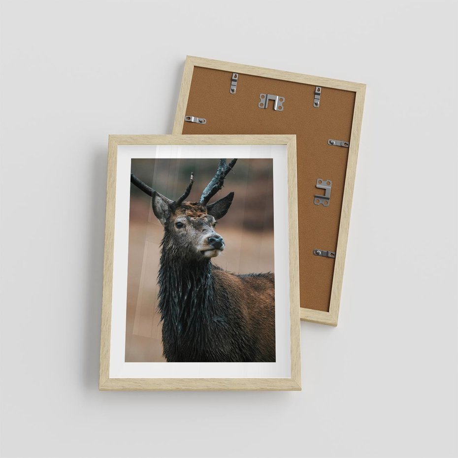 Plakat w ramie 30x40 - Spokojny jeleń - jeleń, las - rama drewno