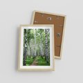 Plakat w ramie 30x40 - Magia lasu pełnego brzóz - las, brzozy - rama drewno