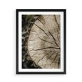 Plakat w ramie 50x70 - Wnętrze Natury - pień, przecięty pień - rama czarna