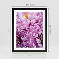 Plakat w ramie 40x50 - Fioletowy zawrót głowy - kwiat, różowy kwiat - rama czarna