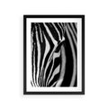 Plakat w ramie 30x40 - Pasy Zebr - zebra, paski - rama czarna