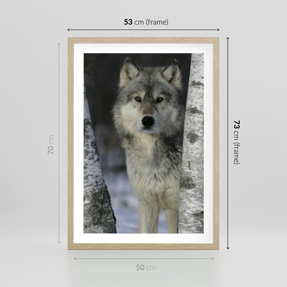 Plakat w ramie 50x70 - Wilk w Zimowym Lesie - wilk, las - rama drewno