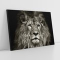 Obraz na płótnie 120x80 - Moc lewego spojrzenia - lew, czarno