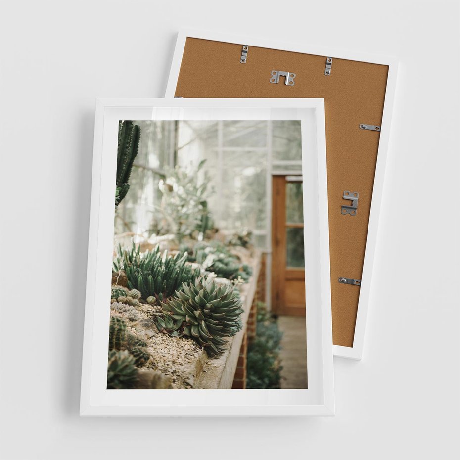 Plakat w ramie 50x70 - Sukulenty w Szklarni - sukulenty, w szklarni - rama biała